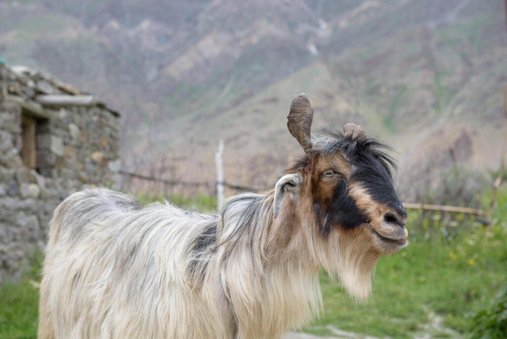 The Kashmir Goat